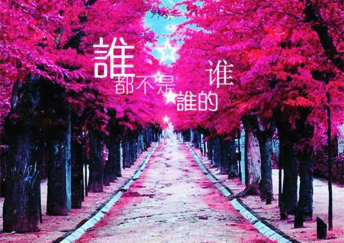 公主弃孽缘热门小说（魏景颂陈宝嘉）全文阅读