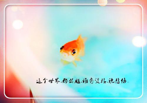 顾云西写的小说陆太太，陆先生今晚回来过夜小说大结局阅读
