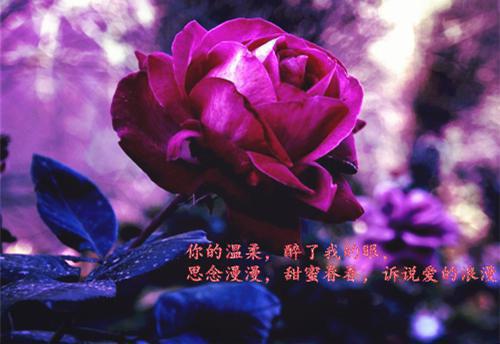 绝症后，他职场战斗力爆表优质全章（程安林语熙）已完结，绝症后，他职场战斗力爆表优质全章已完结