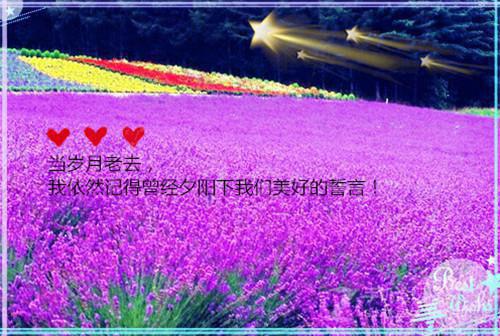 形容猫和人的感情优美句子