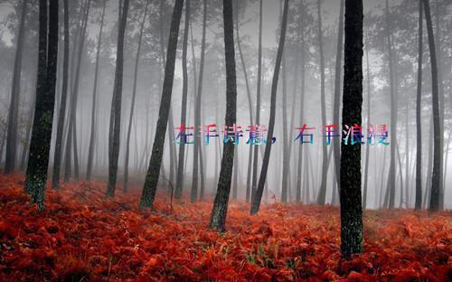 精彩小说阮好贺宴辞阮好贺宴辞全文免费阅读