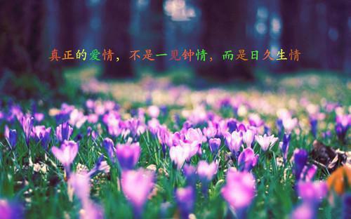 初恋总来求复合最新小说（沈昭璋季嘉然）全文阅读