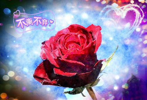 《江述白陈安禾》陈安禾江述白完结版全章节阅读