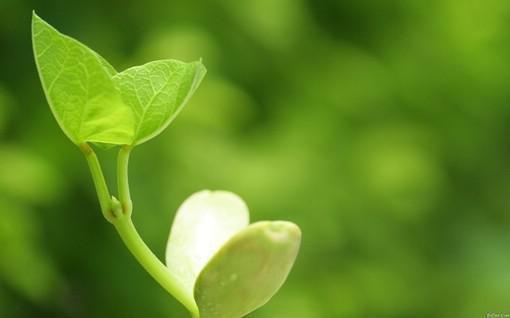 重生凤谋天下全文阅读（沐轻羽林初九）最新章节_重生凤谋天下全文阅读