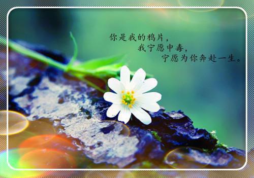 完结版宋庭夜的小说她死后初恋疯了阅读