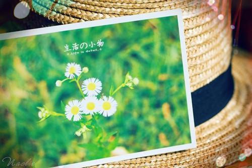 追杀老婆五年后，帝国财阀望着萌宝哭全文小说免费_苏以乔傅霆宴精彩阅读