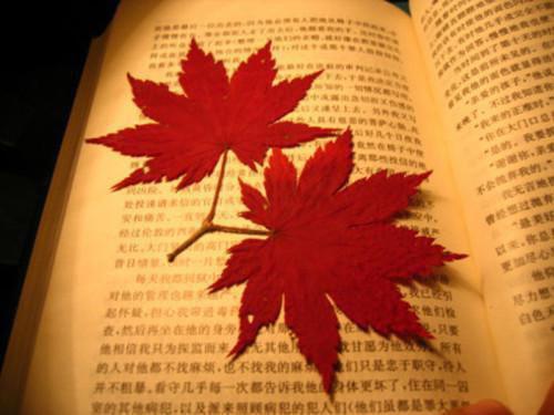琼羽千宸全文阅读最新章节_琼羽千宸全文阅读