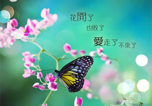 经典小说离婚后，她逃他追，她插翅难飞顾宴西,顾家人,向顾宴全章节免费阅读