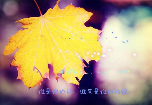 爱情英文正能量句子图片带字
