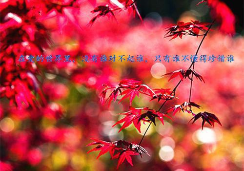重生不讨好家人后，哥哥们后悔了赏析（乔曦乔灵儿）全文浏览_重生不讨好家人后，哥哥们后悔了赏析全文浏览