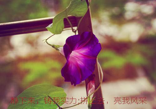 好听的爱情句子50字