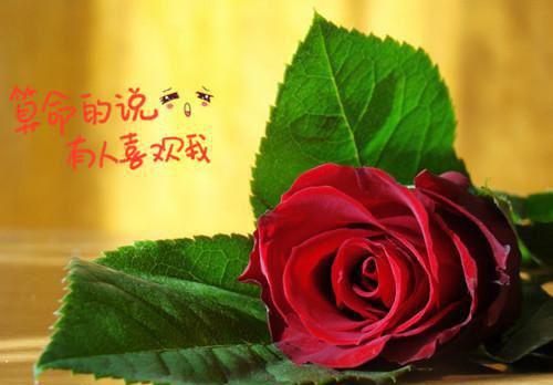 顾离秦夭完整版小说_顾离秦夭全文免费阅读