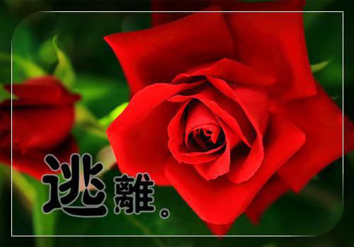 积极向上 正能量的优美句子