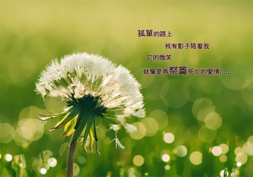 阮希雅贺景小说全文（阮希雅贺景后续）全文免费阅读无弹窗大结局_阮希雅贺景小说全文免费阅读（阮希雅贺景小说全文）