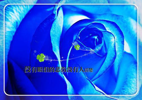 表达爱意的句子挽留感情的句子