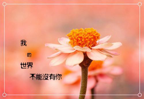 火爆小说精彩剧情追你跟熬鹰似的 免费孔铭泽顾兰免费阅读