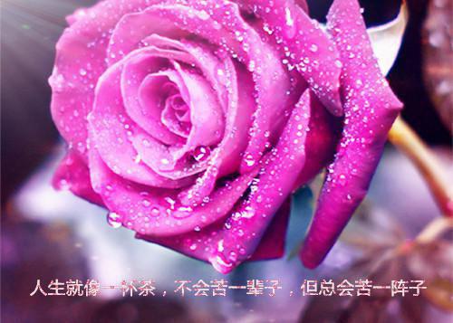 爽文八零：家庭主妇的成长之路陈初升庄梦推荐完本_已完结爽文八零：家庭主妇的成长之路（陈初升庄梦）