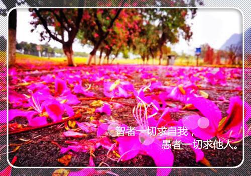 火爆小说大婚当天，恶婆婆全家刁难我免费阅读