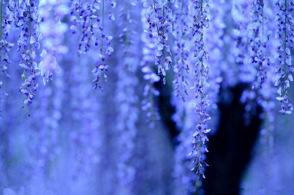 祝南音贺祁临最新章节（网恋失败后我成了全网白月光：结局+番外）全文免费阅读无弹窗大结局_网恋失败后我成了全网白月光：结局+番外免费阅读（祝南音贺祁临）