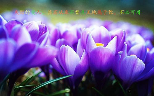 寒星自演何清晚沈芸苏白全文在线何清晚沈芸苏白读无弹窗大结局_（沈肆程苒林寒星自演妍）何清晚沈芸苏白最新章节列表（何清晚沈芸苏白）