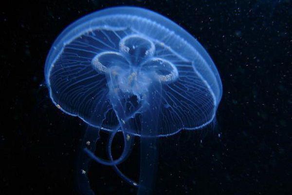 千缕月光碎于一地：结局+番外榜单（乔清晚顾时渡）全文免费阅读_千缕月光碎于一地：结局+番外榜单最新章节小说免费阅读千缕月光碎于一地：结局+番外榜单