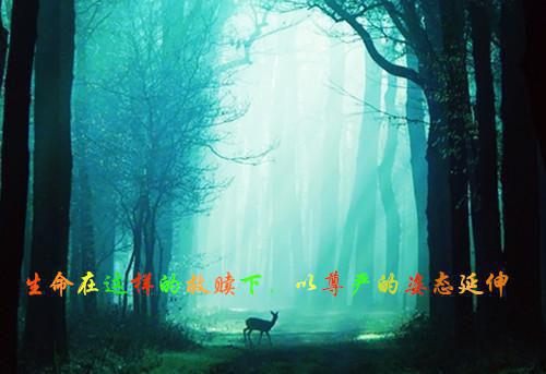 南风不知意：后续+结局+番外(宁萧云苍显)后续阅读（宁萧云苍显）全文免费阅读无弹窗大结局_南风不知意：后续+结局+番外最新章节列表（宁萧云苍显）