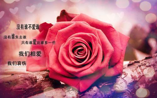 小说白冰南风宸全文第11章完整版阅读