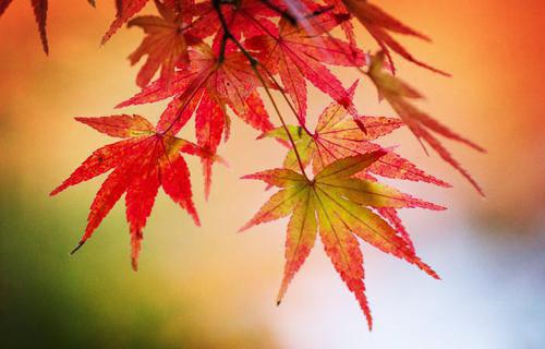 疏雨梧桐浅月朦胧：大结局+番外周晓晚孟祈年免费阅读无弹窗大结局完结《疏雨梧桐浅月朦胧：大结局+番外》周晓晚孟祈年全集在线阅读