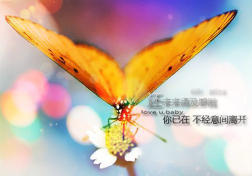 (番外)+(全文)心的第七次颤动：结局+番外+完结小说免费下载阅读_(姜颜苏砚)心的第七次颤动：结局+番外+完结最新章节列表（姜颜苏砚）