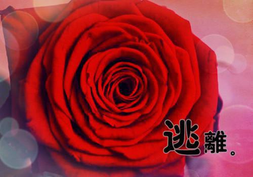 温瑾萧霆谢淮全章节+无弹窗（退婚后，我嫁给了他的死对头：结局+番外）全文免费阅读大结局_温瑾萧霆谢淮最新后续