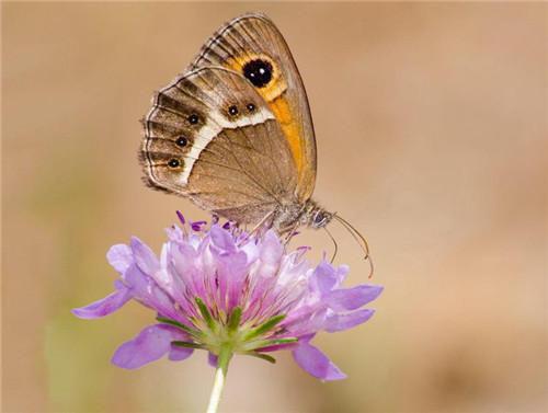 重回六零救下老首长,团长老公慌了:(乔薇张啸林婉婉)全文免费阅读_重回六零救下老首长,团长老公慌了:最新章节小说免费阅读重回六零救下老首长,团长老公慌了: