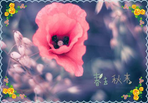 邢鹿沈慕川：风起云疏影：结局+番外最新章节列表（风起云疏影：邢鹿沈慕川：结局+番外）