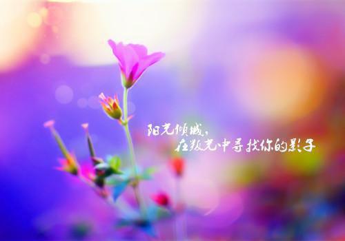 【新书】《海棠之念小说》花容沈从戎贺摘月全文全章节免费花容沈从戎贺摘月读