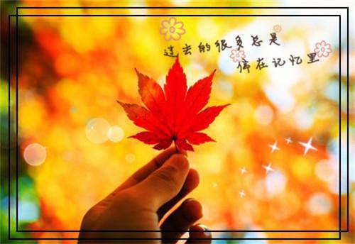 小说原神：我，草神眷属，是个好人小说阅读by迟夜全文阅读