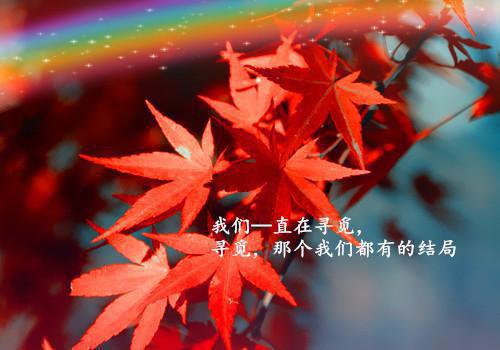 【新书】《金丝在逃小说》金丝在逃小说全文全章节免费荣嘉言沈意欢读