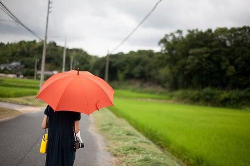 顾估霆安雨全章节_顾估霆安雨免费阅读小说阅读