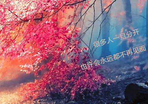 老公将流浪猫带回家，我选择离婚小说免费阅读老公将流浪猫带回家，我选择离婚小说全文免费阅读_（肖安澜林晓韩容）老公将流浪猫带回家，我选择离婚最新章节列表